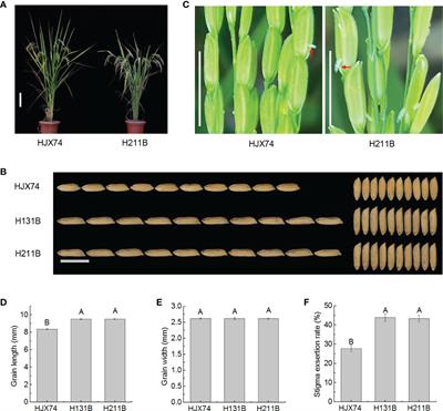 Grain shape is a factor affecting the stigma exsertion rate in rice